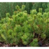 Pinus Mugo Mughus