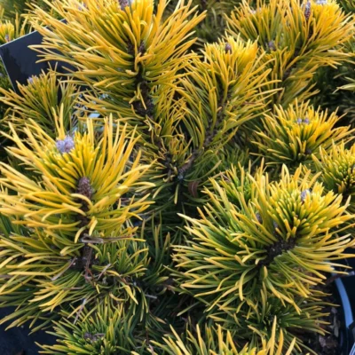 Pinus mugo Carstens Wintergold