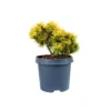 Pinus mugo Carstens Wintergold