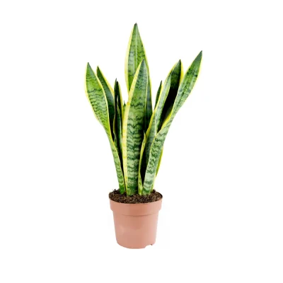 Sansevieria trif Laurentii