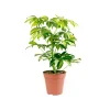 Schefflera Gerda