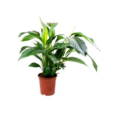 Spatiphyllum Sweet Lauretta