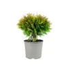 Thuja occ Danica