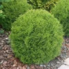 Thuja occ Danica