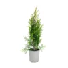 Thuja occ Smaragd
