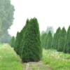 Thuja occ Smaragd