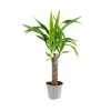Yucca elephantipes 1 grana