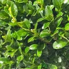 Buxus sempervirens bol