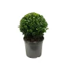 Buxus sempervirens bol