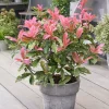 Photinia serr Pink Crispy