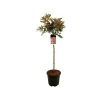 Photinia serr Pink Crispy