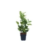 Prunus laur Rotundifolia
