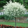 Salix Integra Hakuro Nishiki