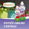 Oranica balkonsko cvijece