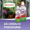 Oranica balkonsko cvijece