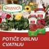 Oranica Sobno cvatuće bilje