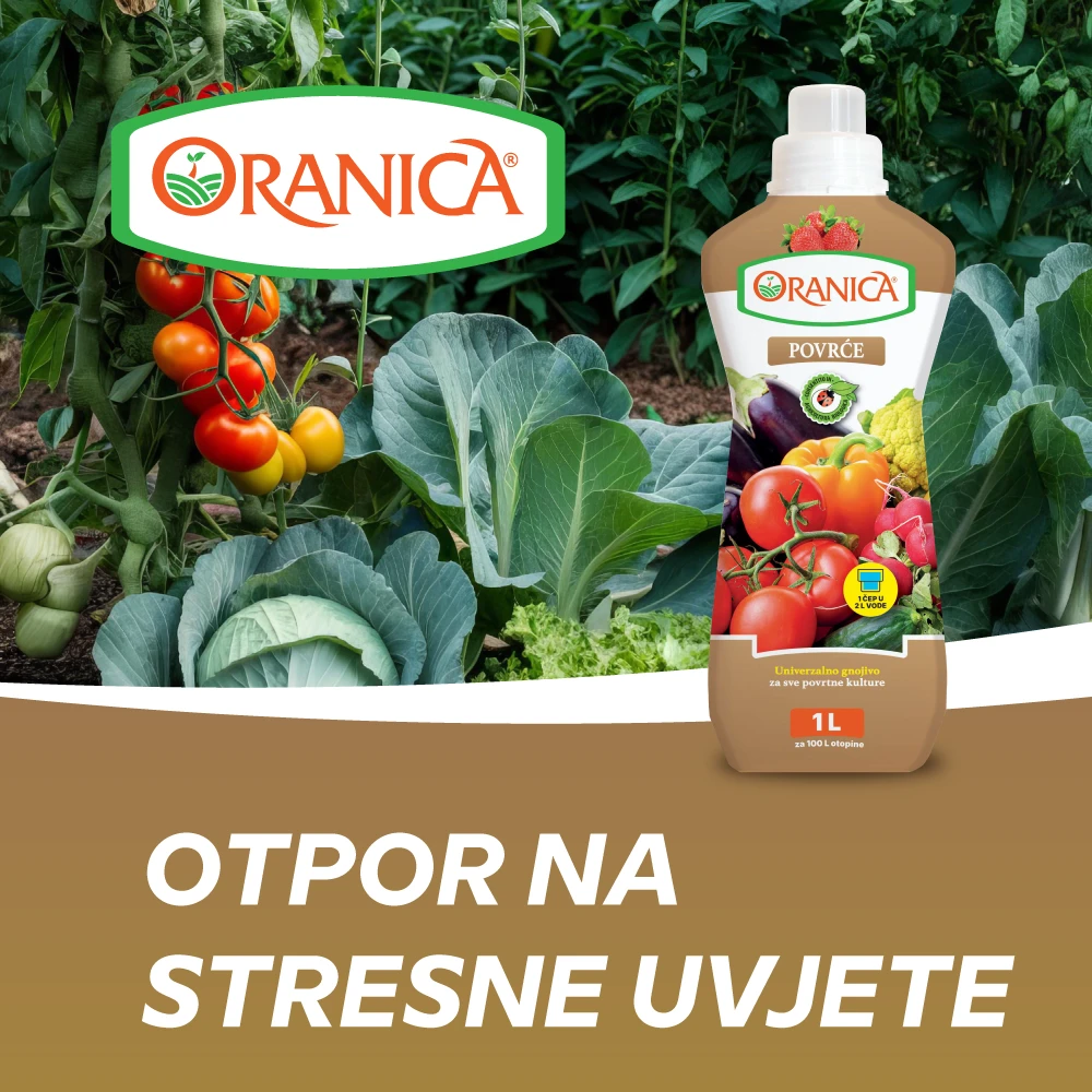 Oranice povrće