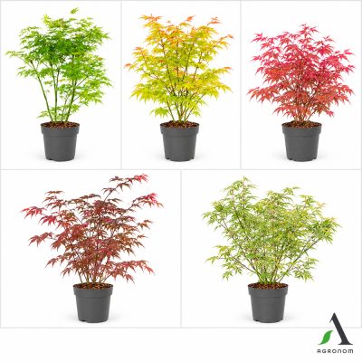 Acer palmatum MIX fi 19 cm