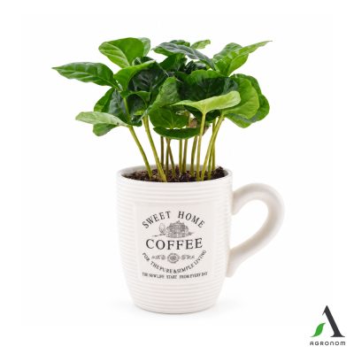 Coffea arabica u keramičkoj posudi