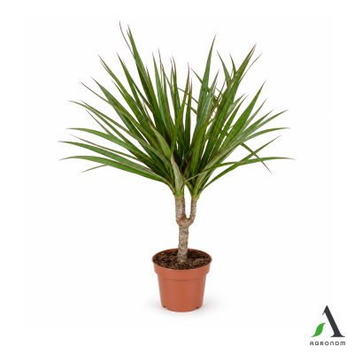 Dracaena marginata – 1 grana,