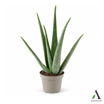 Aloe vera fi 10,5 cm