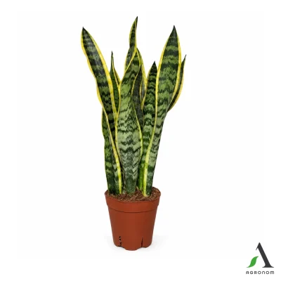 sansevieria