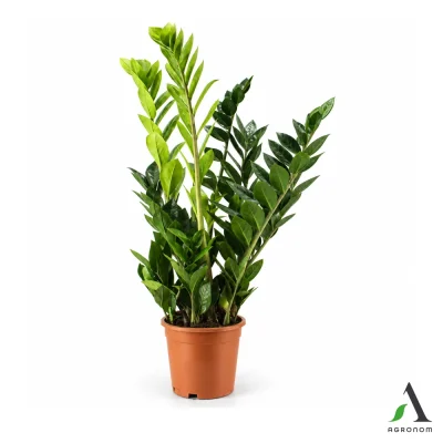 Zamija (Zamioculcas zamiifolia) 6 grana fi 17 cm