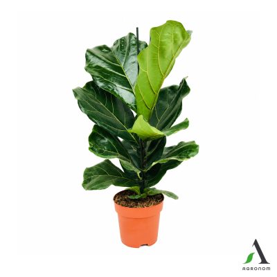 Ficus lyrata
