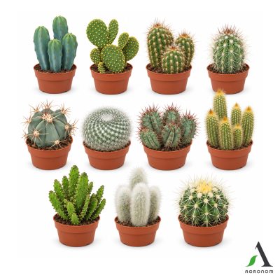 Cactus mix 10,5 cm