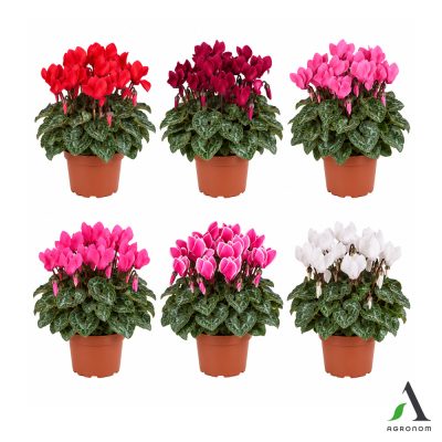 Cyclamen persicum MIX