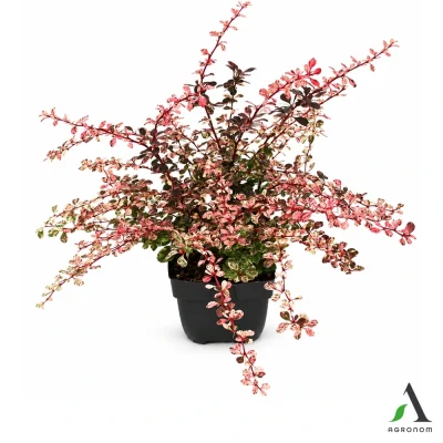 Žutika Berberis thunbergii ‘Harlequin’