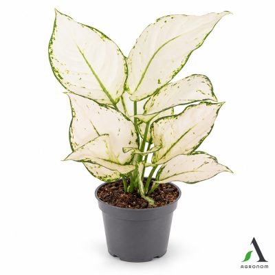 Aglaonema ‘White Joy’ fi 12 cm