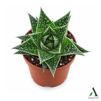 GASTERIA