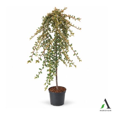 Cotoneaster × suecicus ‘Juliette’