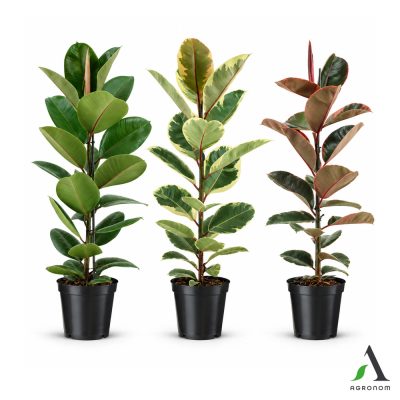 Ficus elastica