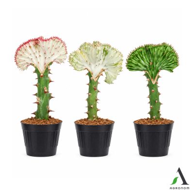 Euphorbia lactea Cristata