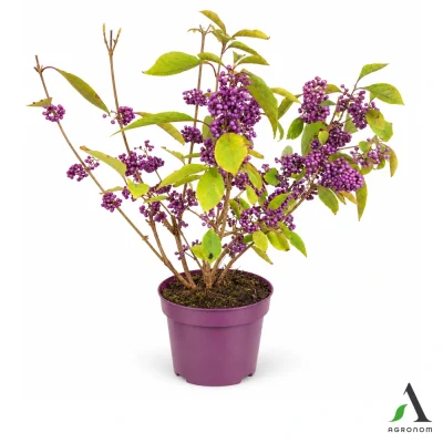 Callicarpa